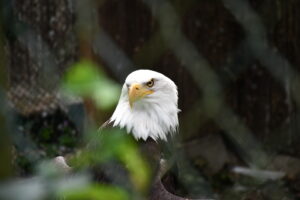 AMERIKAAAAAA