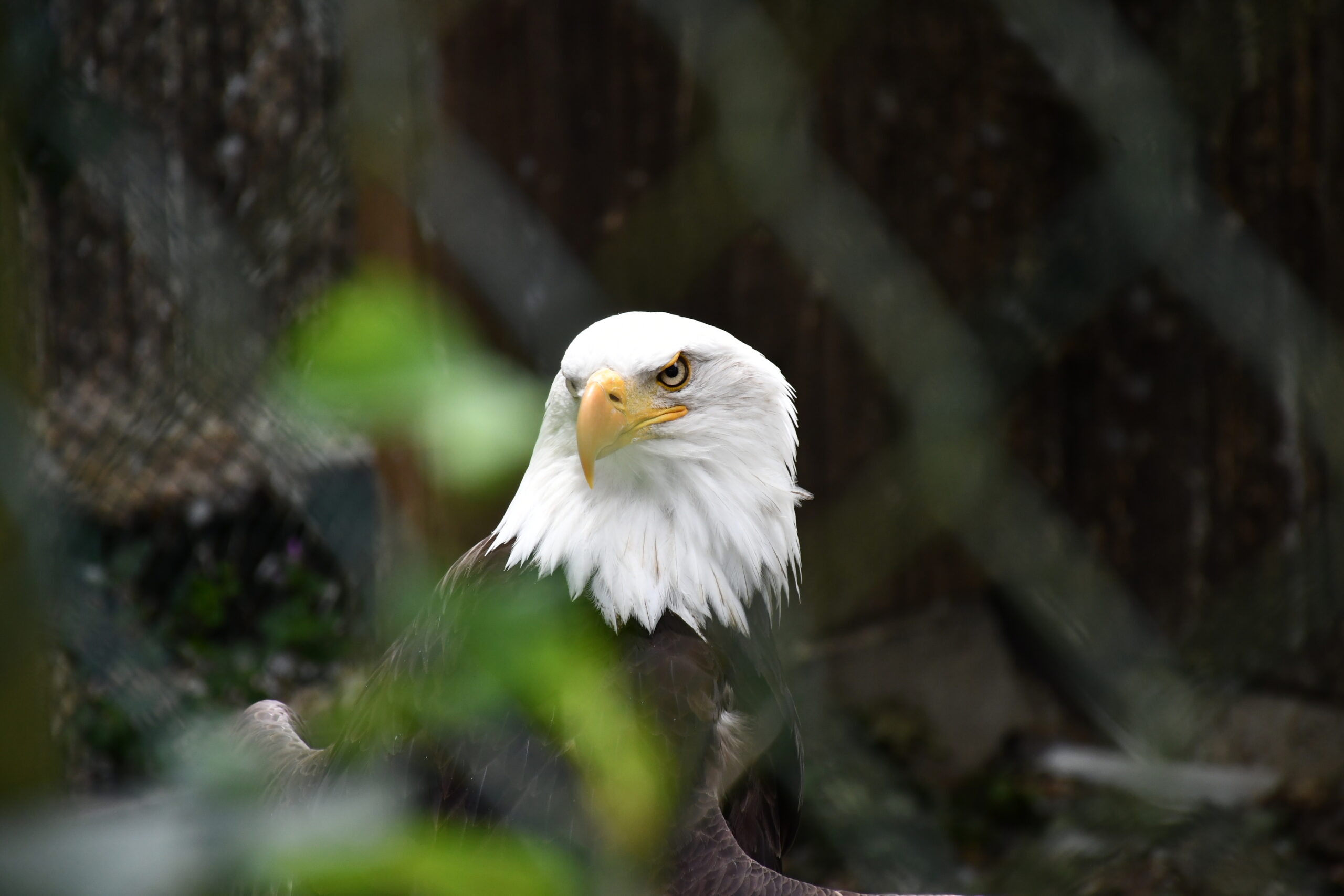 AMERIKAAAAAA