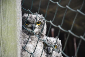 Big Uhu is watching you.
