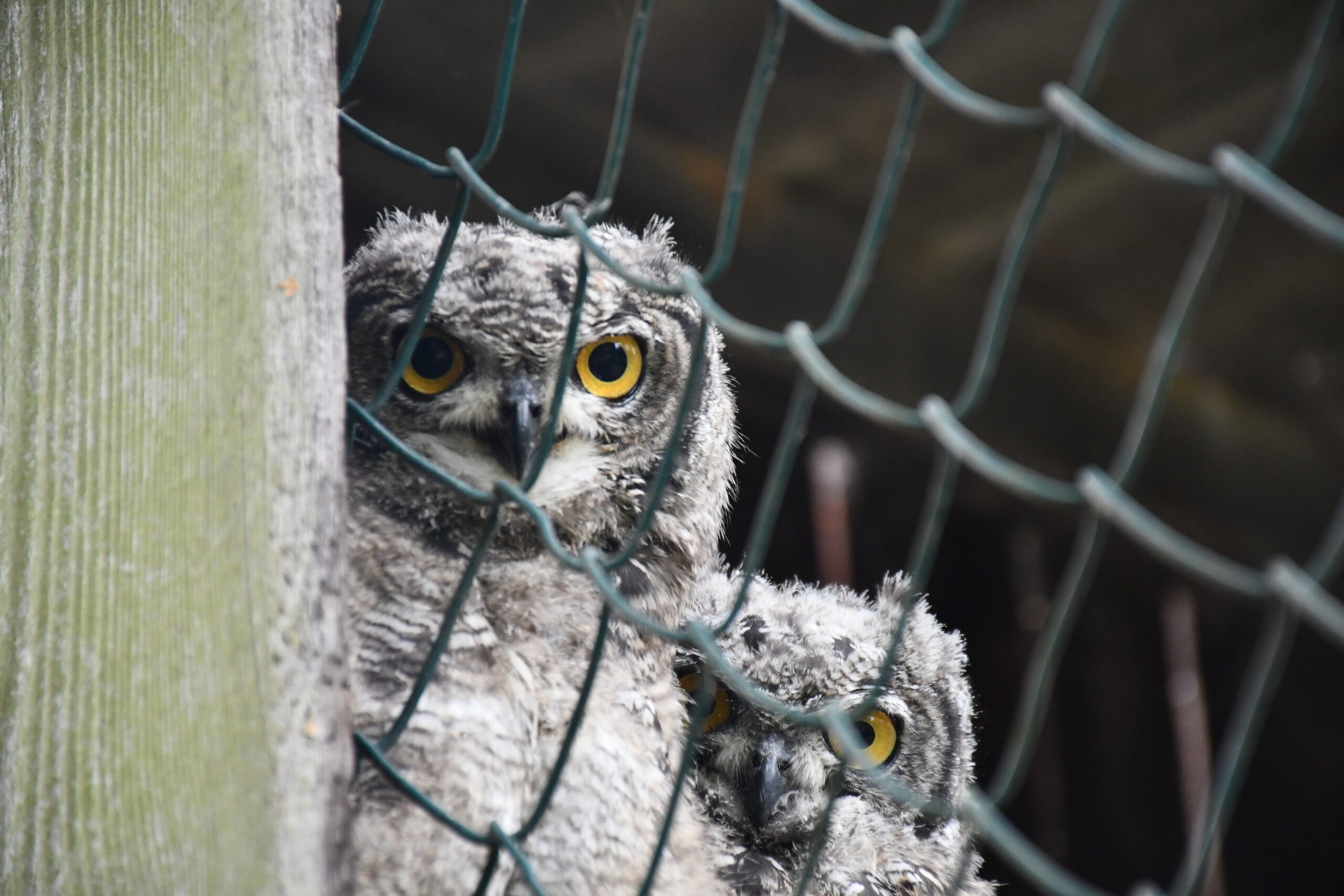 Big Uhu is watching you.